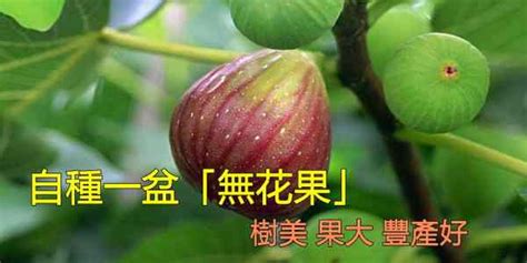 無花果種植陽台|自種盆栽「無花果」，教你一訣竅，年年吃不完，樹美。